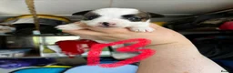 Jack Russell dogs for sale: Beautiful Jack Russell litter - Advert 7
