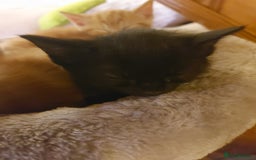 Domestic Shorthair cats for sale: 2 Female Kittens For Sale - Image 9