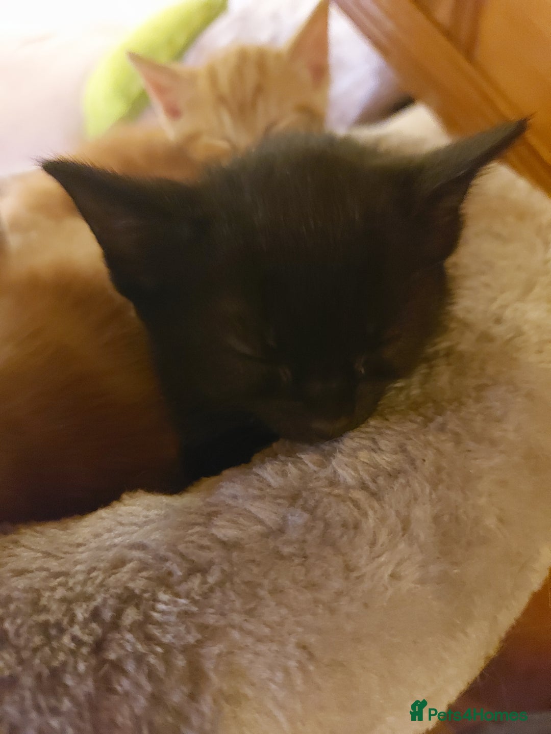 Domestic Shorthair cats for sale: 2 Female Kittens For Sale - Image 9