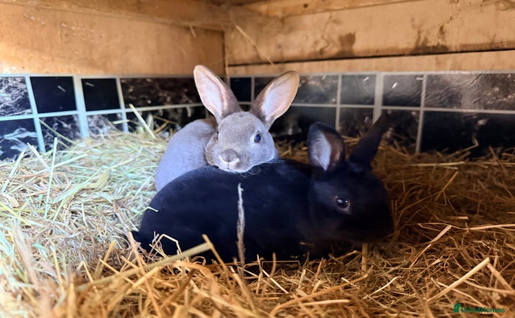 Rex rabbits - Advert 3