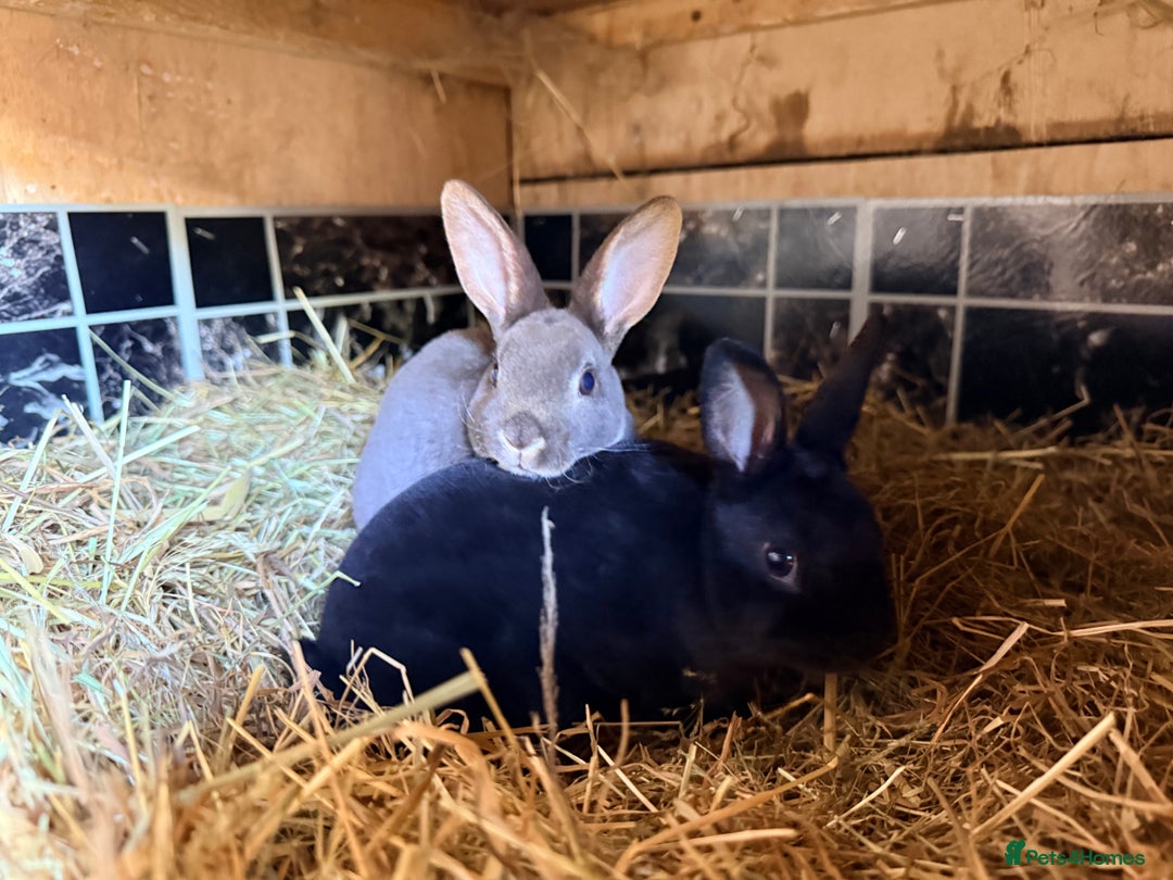 Rex rabbits for sale: Mini Rex’s  - Image 1