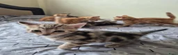 Mixed Breed cats for sale: 🐾 Beautiful Kittens Looking for Loving Homes 🐾 in Willenhall - Advert 31