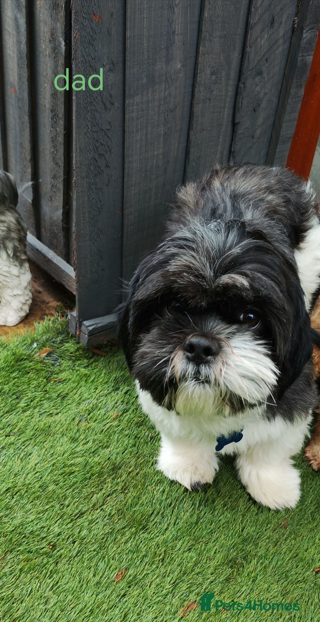 Shichon dogs for sale: Adorable Shichon puppies for sale- Teddy bear dogs in Burton-on-Trent - Advert 7
