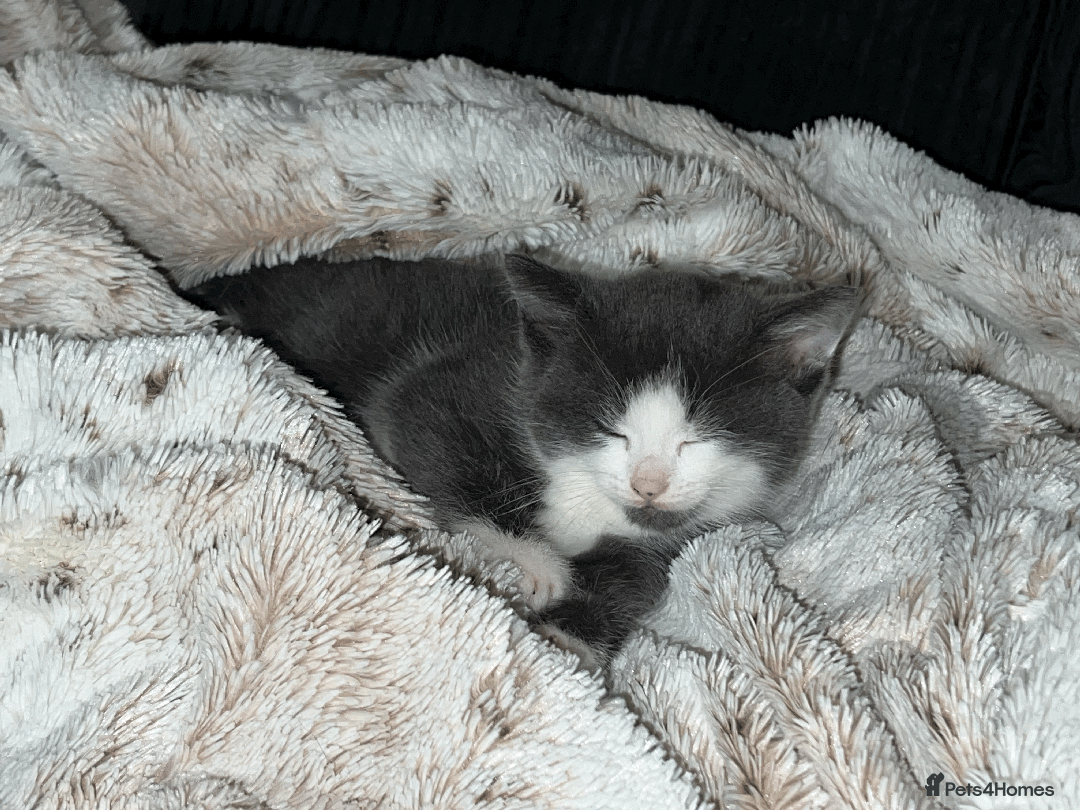 Domestic Shorthair cats for sale: Adorable Kittens Looking for Their Forever Homes - Advert 12