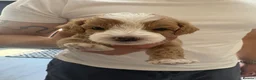 Cavapoo dogs for sale: 4 cavapoo boys. Ready to go on 17th july - Advert 3