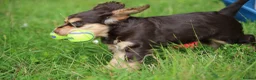 Cocker Spaniel dogs for sale: KC Reg Working Cocker Spaniels  - Advert 7