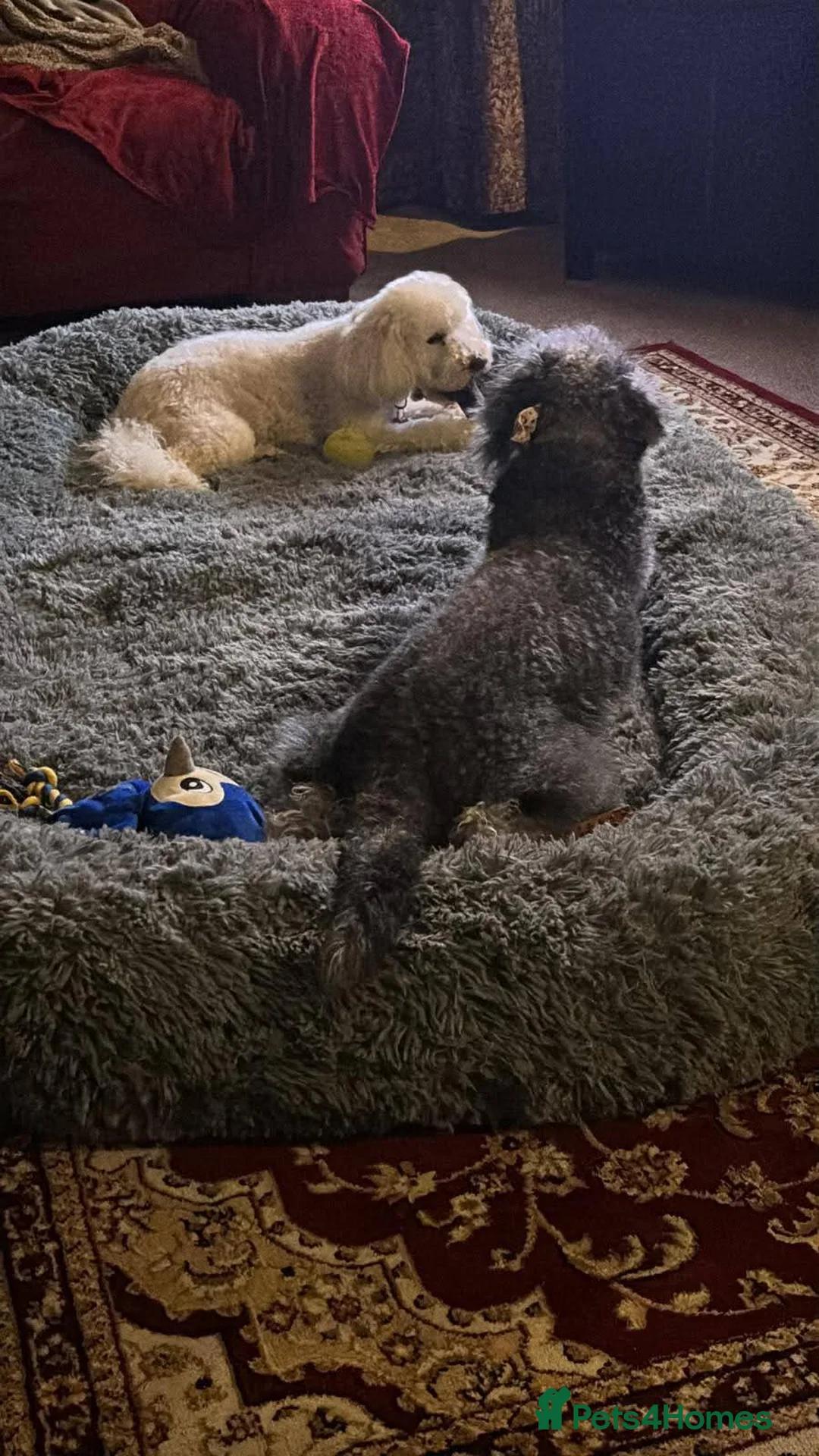 Mixed Breed dogs for adoption: Meet Gizmo, currently residing in Lancashire  - Advert 10