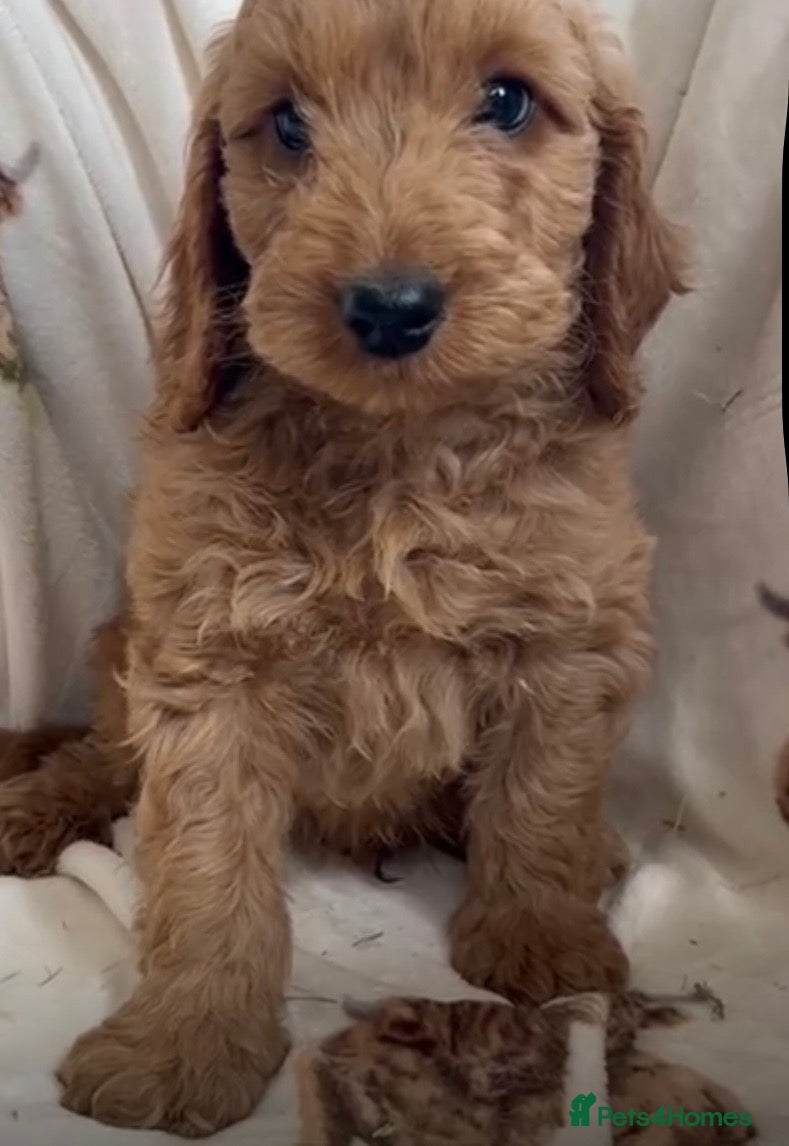 Cockapoo dogs Beautiful Red Cockerpoo Puppies - Advert 11