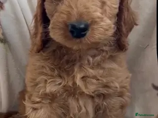 Cockapoo dogs Beautiful Red Cockerpoo Puppies - Advert 11