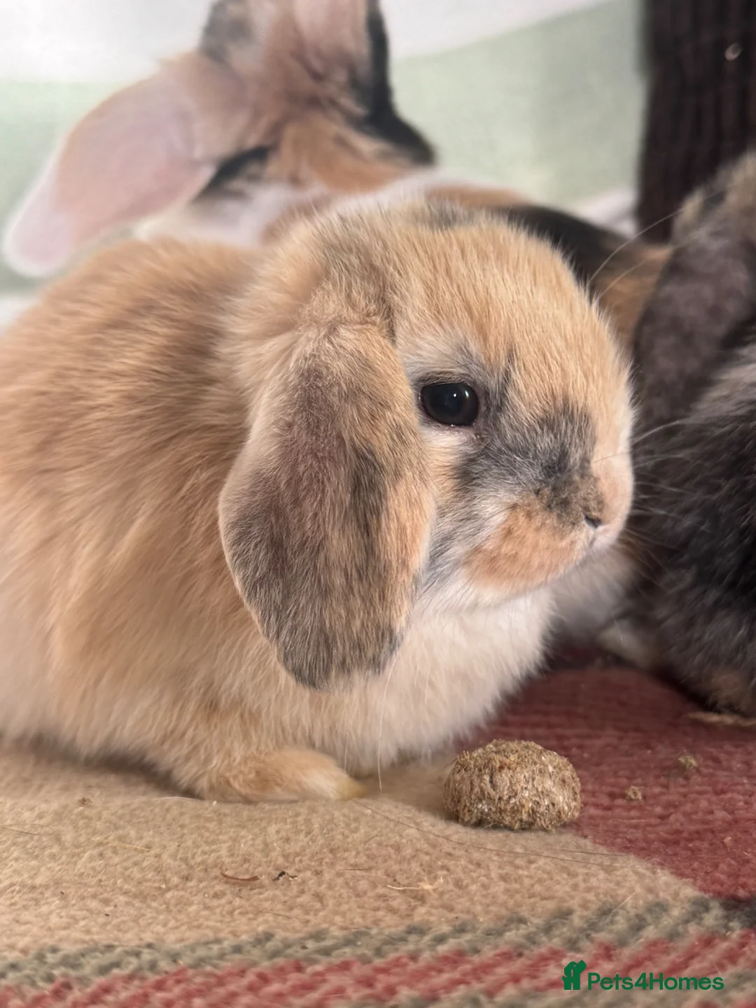 Mini Lop rabbits for sale: Gorgeous mini lop babies *vaccinated* - Advert 20