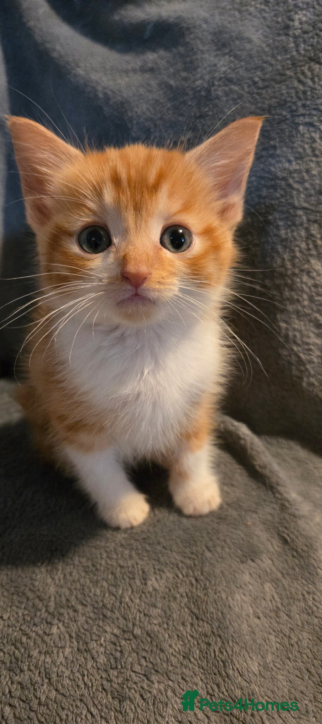 Mixed Breed cats for sale: 5 boys 3 black and white and 2 ginger and white - Image 4