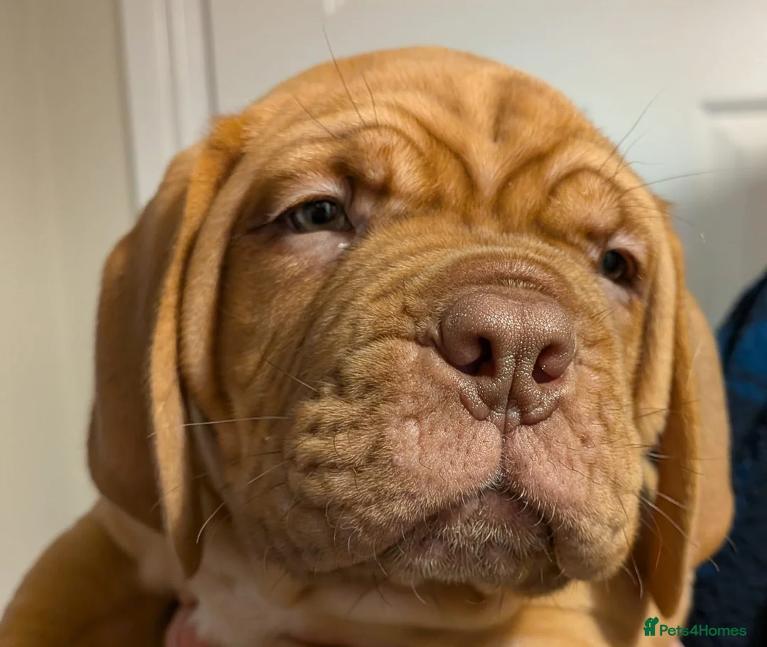 Dogue De Bordeaux dogs for sale: Pedigree chunky pups ready on Tuesday  - Advert 8
