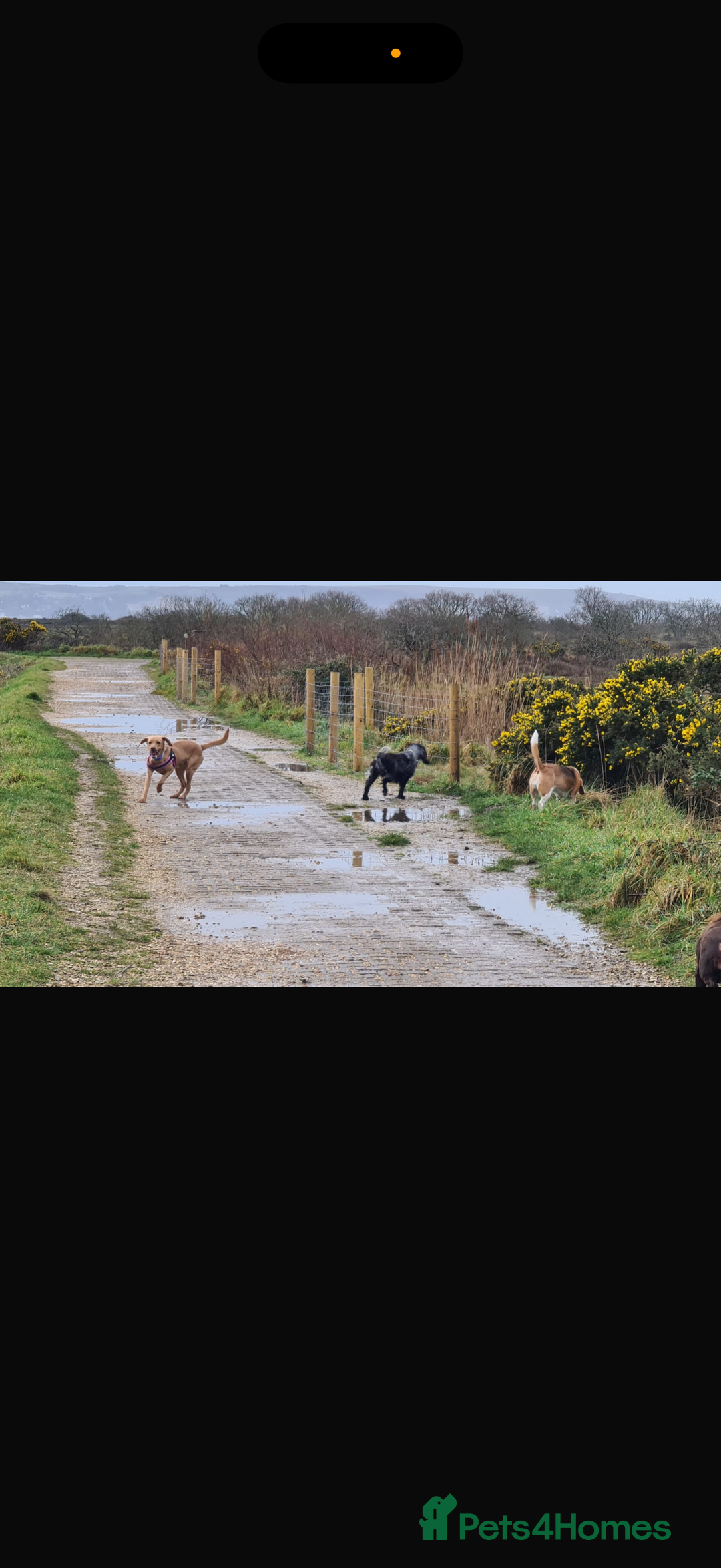 Mixed Breed dogs for sale: Rosie - Image 4