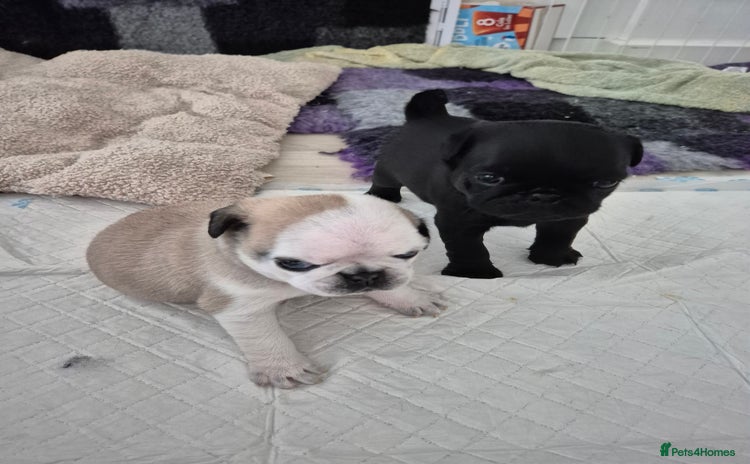 Pug dogs for sale - Advert 1