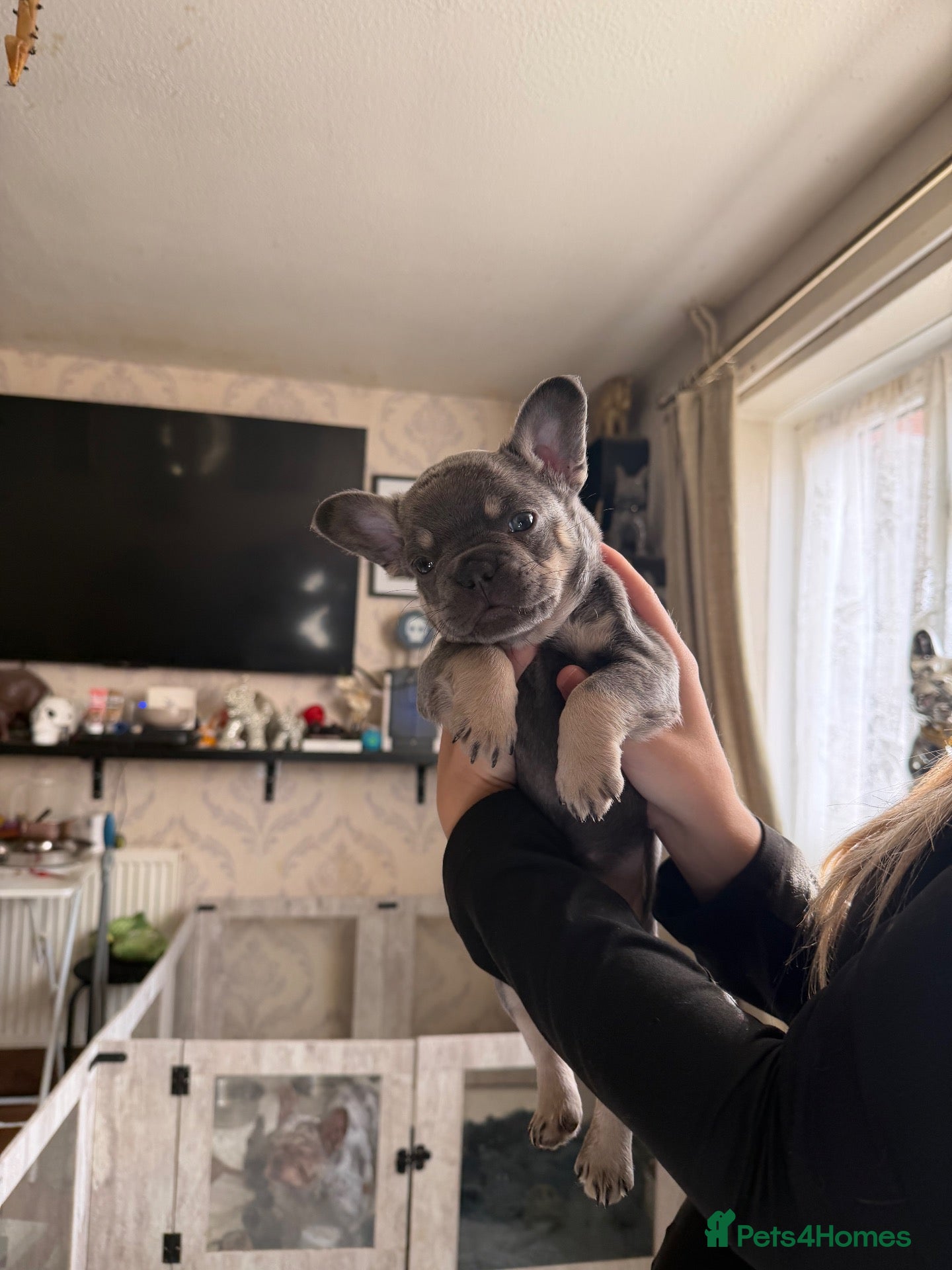 French Bulldog dogs French bulldogs puppies  - Advert 2