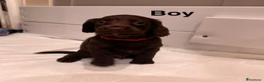 Sprocker 1
