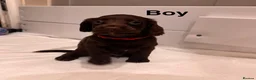 Sprocker dogs for sale: Beautiful Sprocker Puppies For Sale  - Advert 8