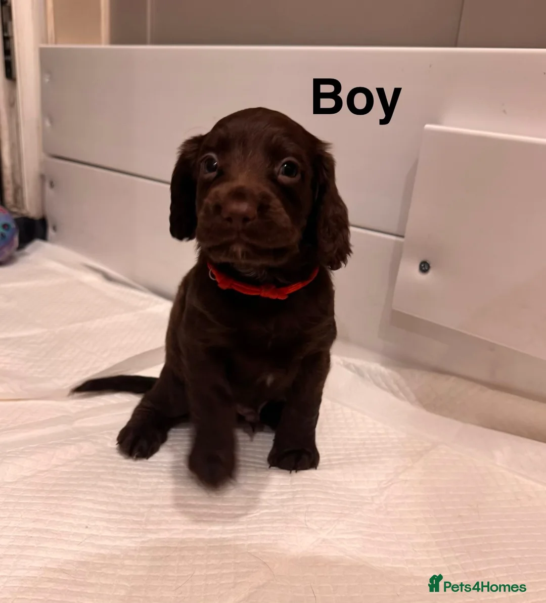 Sprocker dogs for sale: Beautiful Sprocker Puppies For Sale  - Advert 8