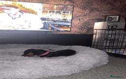 Miniature Dachshund dogs for sale: miniature dachshund for rehoming - Advert 4