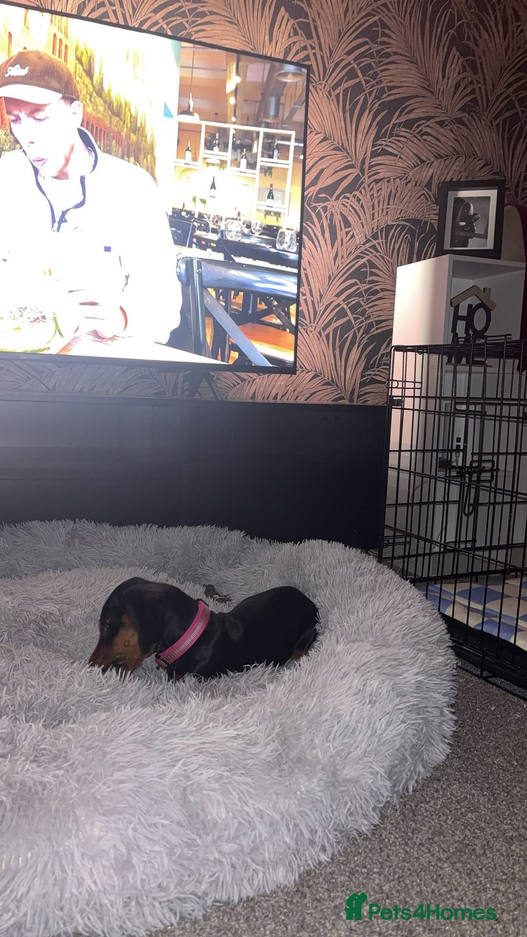 Miniature Dachshund dogs for sale: miniature dachshund for rehoming - Advert 4