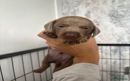 Miniature Dachshund dogs for sale: Isabella tan miniture dachshunds🐾 - Image 2
