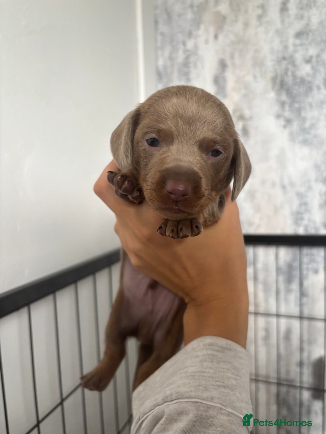 Miniature Dachshund dogs for sale: Isabella tan miniture dachshunds🐾 - Image 2