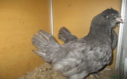 Chickens poultry for sale:  Large Blue Araucana  2 pullets - Image 2