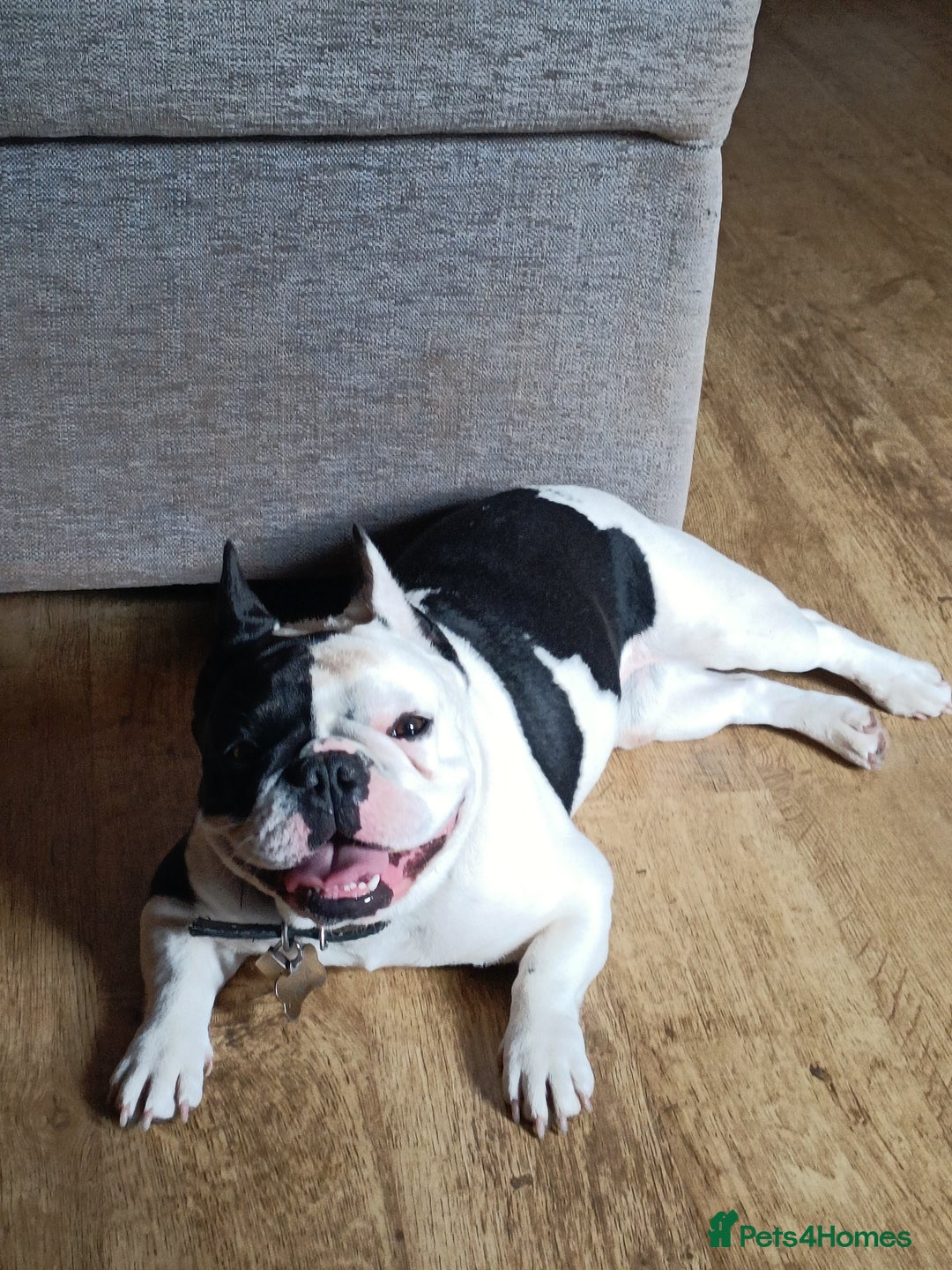 French Bulldog dogs for sale: French bulldog for sale - Image 3