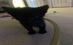 Bombay cats for sale: Kittens - Advert 3