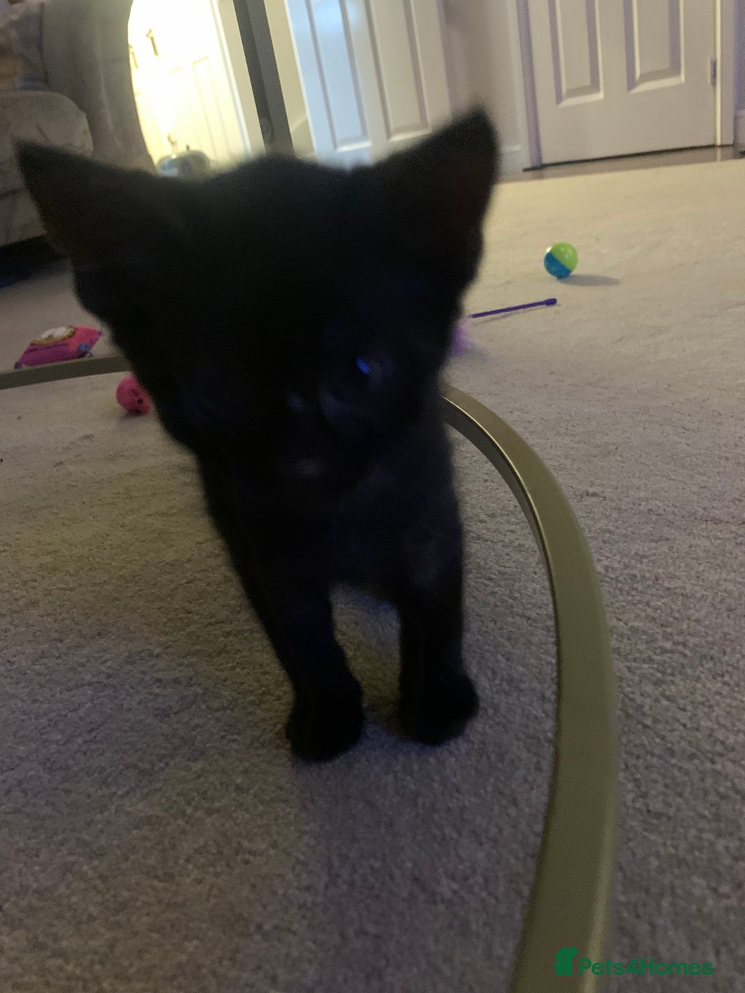 Bombay cats for sale: Kittens - Advert 3