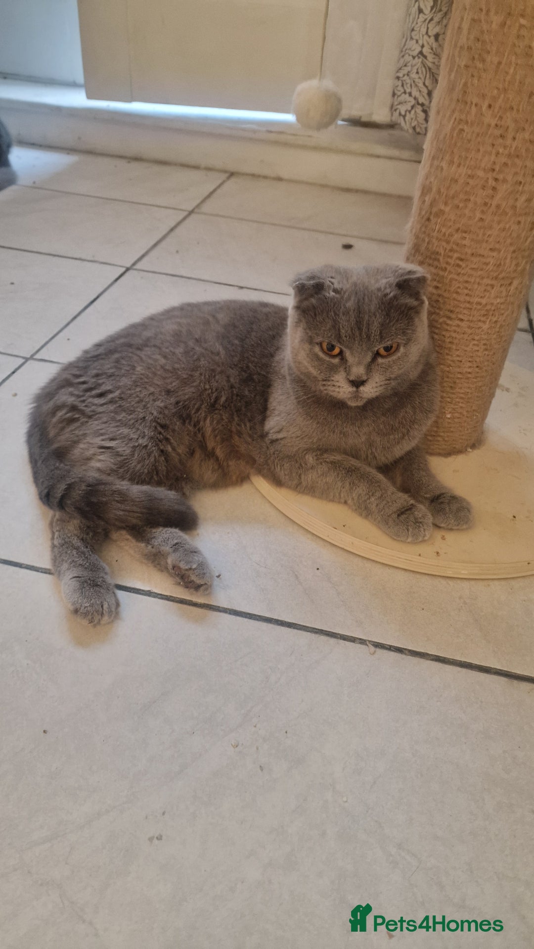 Scottish Fold cats for sale: Scottish & British Kittens for Sale - Image 5