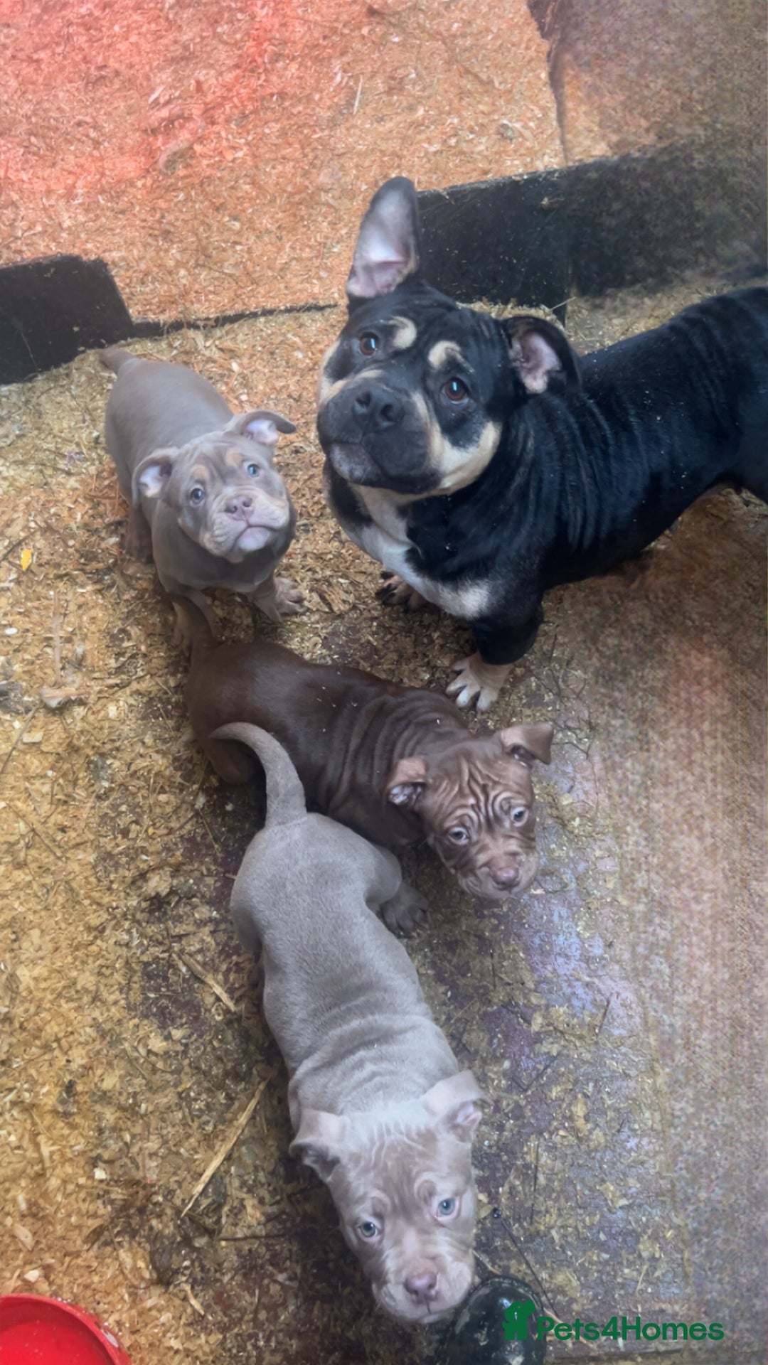 American Bully dogs for sale: ⭐️⭐️POCKETBULLY⭐️⭐️ - Advert 1