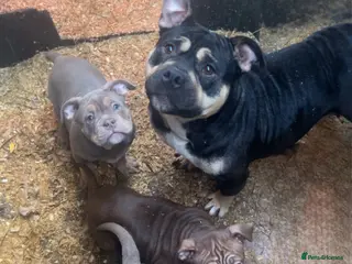 American Bully dogs ⭐️⭐️POCKETBULLY⭐️⭐️ - Advert 7