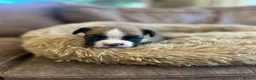 Boxer dogs for sale: Beautiful long and Bob tail kc reg puppies  - Advert 21