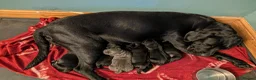 Cane Corso dogs for sale: Cane corso puppies - Advert 20