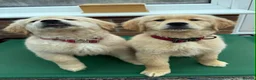 Golden Retriever dogs for sale: Beautiful Trained Golden Retriever Puppy - Advert 3