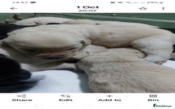 Goldador dogs for sale: GOLDADOR PUPPIES - Image 15