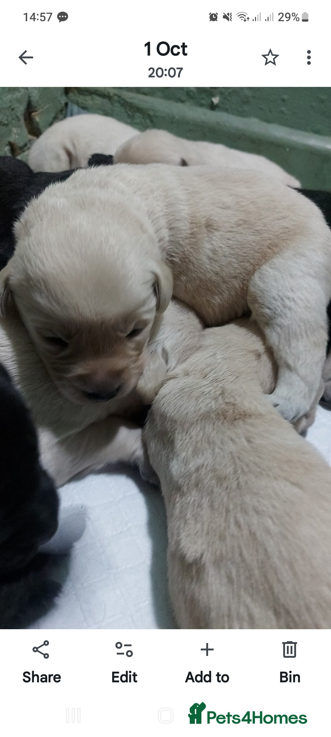 Goldador dogs for sale: GOLDADOR PUPPIES - Image 15