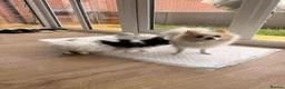 Pomeranian dogs for sale:     Rare Colour Pomeranians | Blue & Green Eyes - Advert 10
