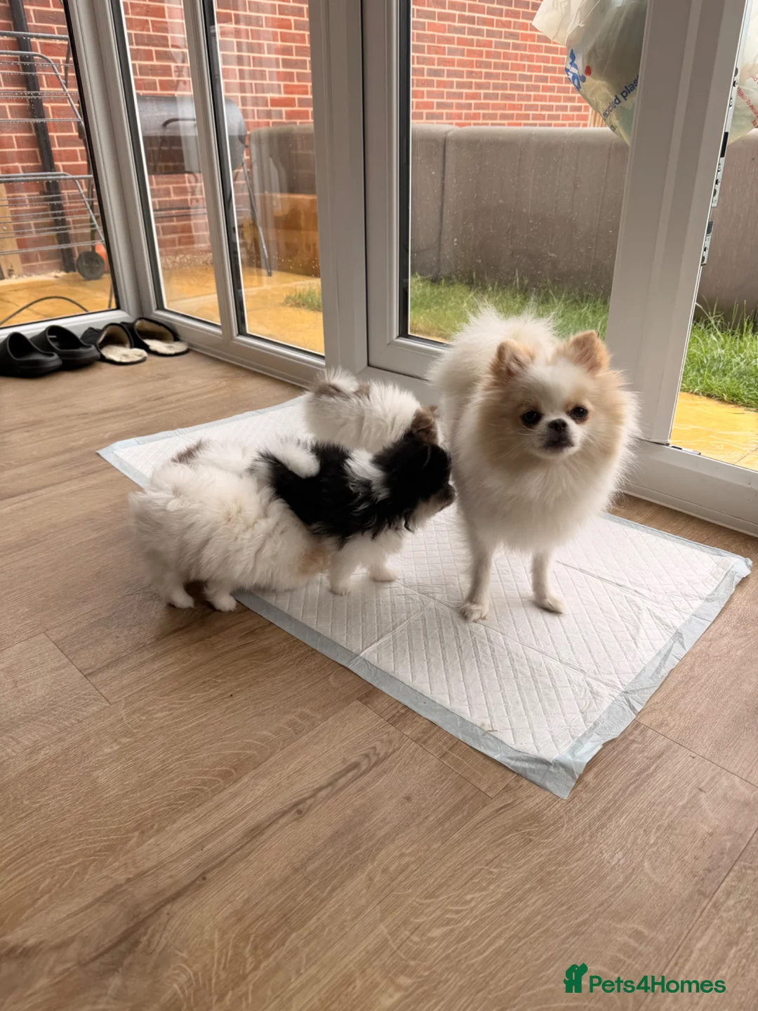 Pomeranian dogs for sale:     Rare Colour Pomeranians | Blue & Green Eyes - Advert 10