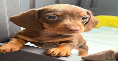 Miniature Dachshund dogs - Advert 3