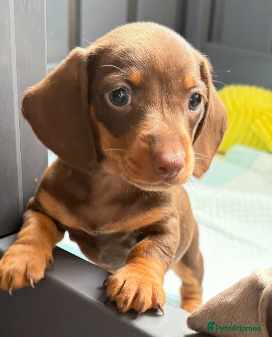 Miniature Dachshund dogs for sale: Beautiful teeny tiny mini dachshunds  - Image 13