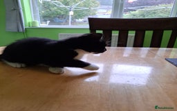 Mixed Breed cats for sale: 2 Male 8 week old kittens  - Image 10