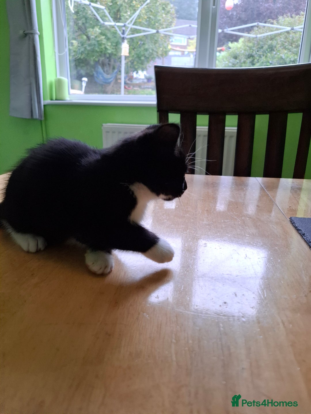 Mixed Breed cats for sale: 2 Male 8 week old kittens  - Image 10