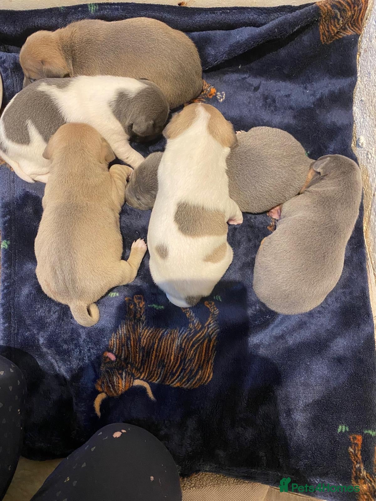 Jack Russell dogs BLUE'S & Lilac's & Tan - Advert 12