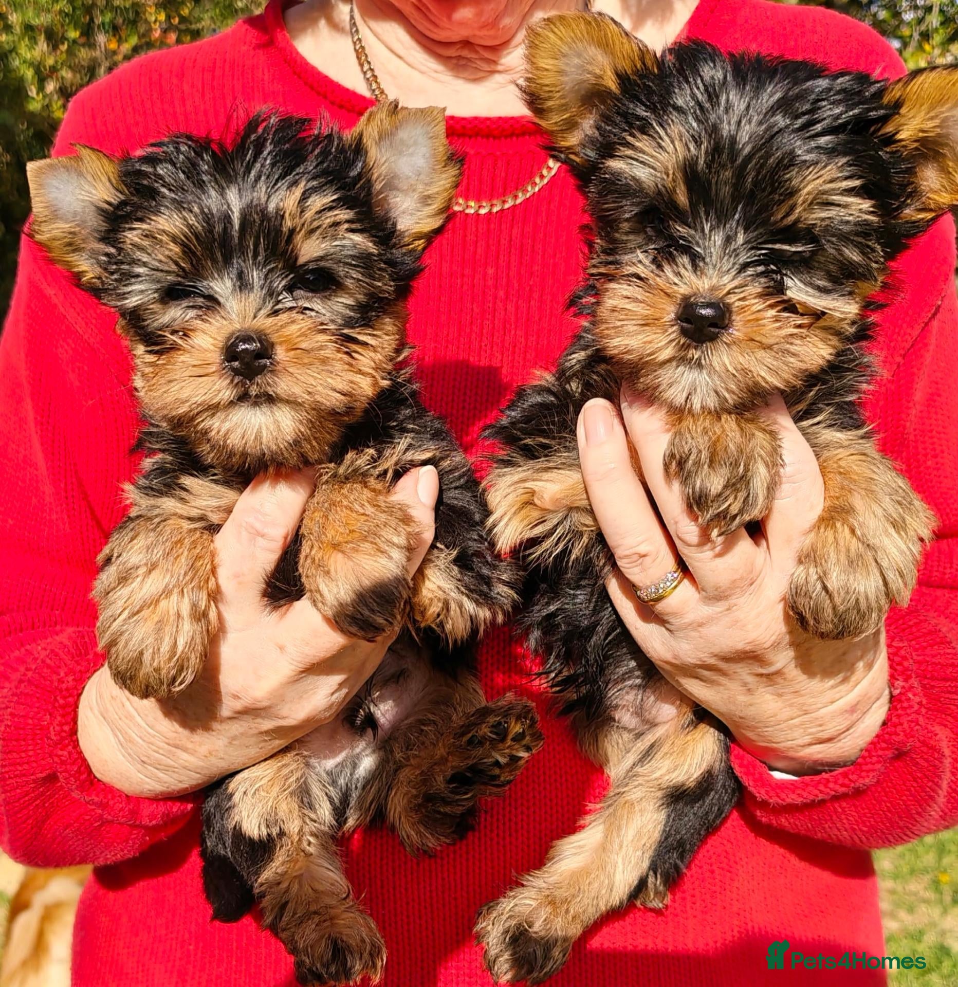 Yorkshire Terrier dogs Yorkshire Terrier puppies,  KC Registered  - Advert 1