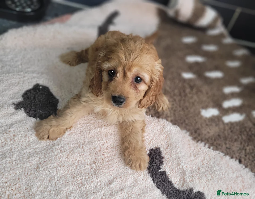 Cavapoo dogs for sale: You F1 Cavapoo puppies - Advert 7