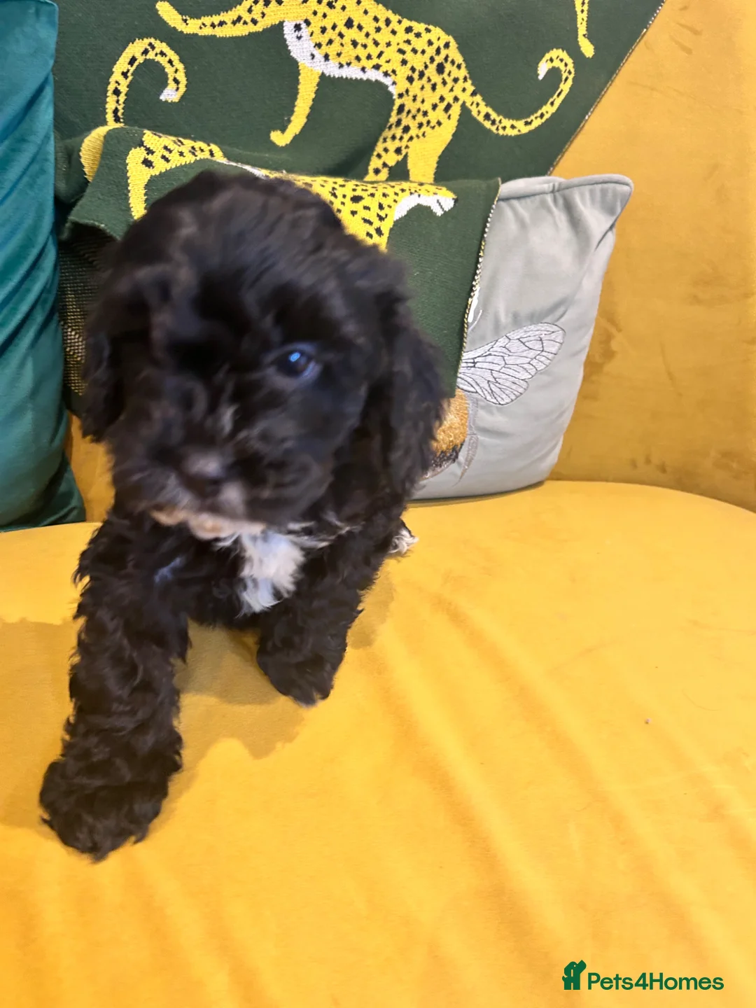 Cockapoo dogs for sale: F1 Cockerpo litter  - Advert 2