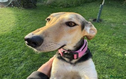 Mixed Breed dogs for adoption: Cahil , a sweet Cypriot girl  - Image 9