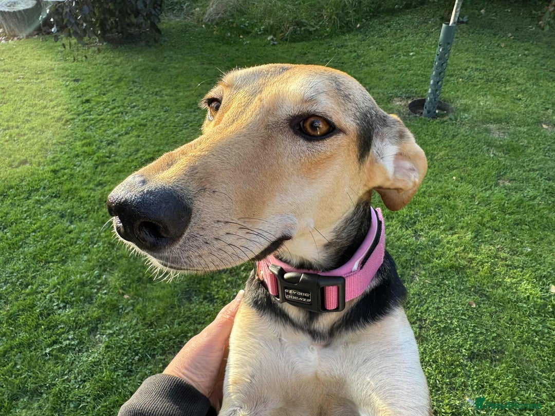 Mixed Breed dogs for adoption: Cahil , a sweet Cypriot girl  - Image 9